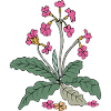 Primrose, forget-me-not
