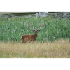 Red deer.