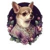 Chihuahua - Dame Anglaise Robe Chien