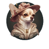 Chihuahua - Dame Anglaise Robe Chien
