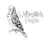 Wellensittich Papa