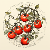 Tomatoes