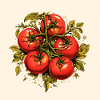 Tomatoes