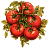 Tomaten