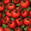 Tomatoes