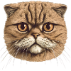 Scottish Fold Cat Lover