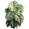 Große Monstera Variegata - Pflanzen Sammler
