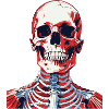 Skeleton