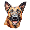 Malinois Dog Face Belgian Shepherd