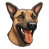 Malinois Dog Face Belgian Shepherd