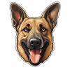 Malinois Dog Face Belgian Shepherd
