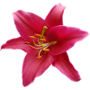 Lily1