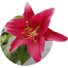 Lily2