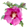 PINK HIBISCUS