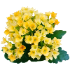 Fleurs printanières jaune doré