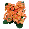 SPRING FLOWERS (orange)