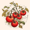 Tomatoes gardening garden
