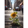 Sunflower NYC