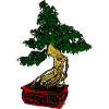 Bonsai