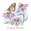 Purple coneflower botanical drawing