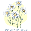 Jastrun proper botanical drawing