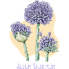 Garlic giant botanical drawing