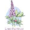 Lupin, permanent botanical drawing
