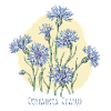 bleuet, dessin botanique