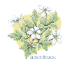 Anemone tree botanical drawing