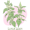 Light white botanical drawing