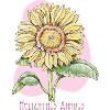 Sonnenblume gewöhnliche botanische Zeichnung