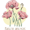 Poppy sand botanical drawing