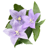 PURPLE BALLOON FLOWER