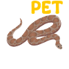 Kenya Sand Boa Snake Owner