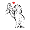 Poodle Doux caniche Amour caniche