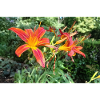 RED LILY WITH MORNING DEW