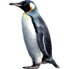 Emperor Penguin