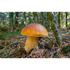 Cep.