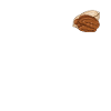 Pecan Nuts Gift