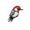 Woodpecker Cartoon Bird Nature