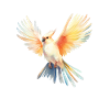 Cockatiel volant