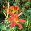 RED LILY WITH MORNING DEW