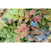 Mahonia / Autumn touch