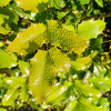Mahonia / Warm autumn feeling