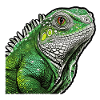 Iguana - Emerald Odyssey