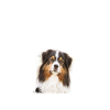 Endlich stolzer Papa - Australian Shepherd