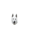 Endlich stolzer Papa - Weißer Schäferhund