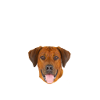 Endlich stolzer Papa - Rhodesian Ridgeback