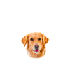 Endlich stolzer Papa - Golden Retriever
