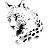 Big cat